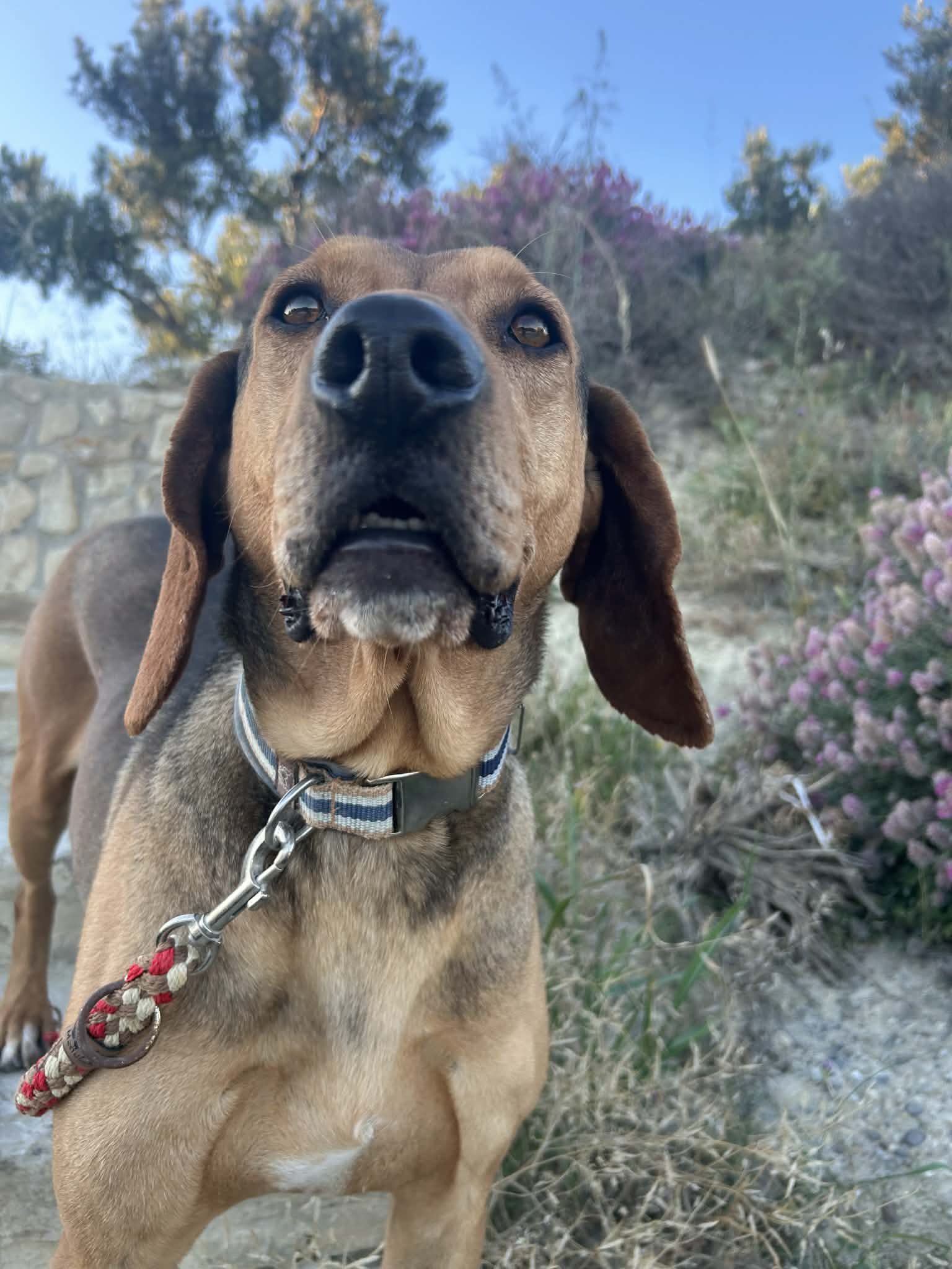 Gus