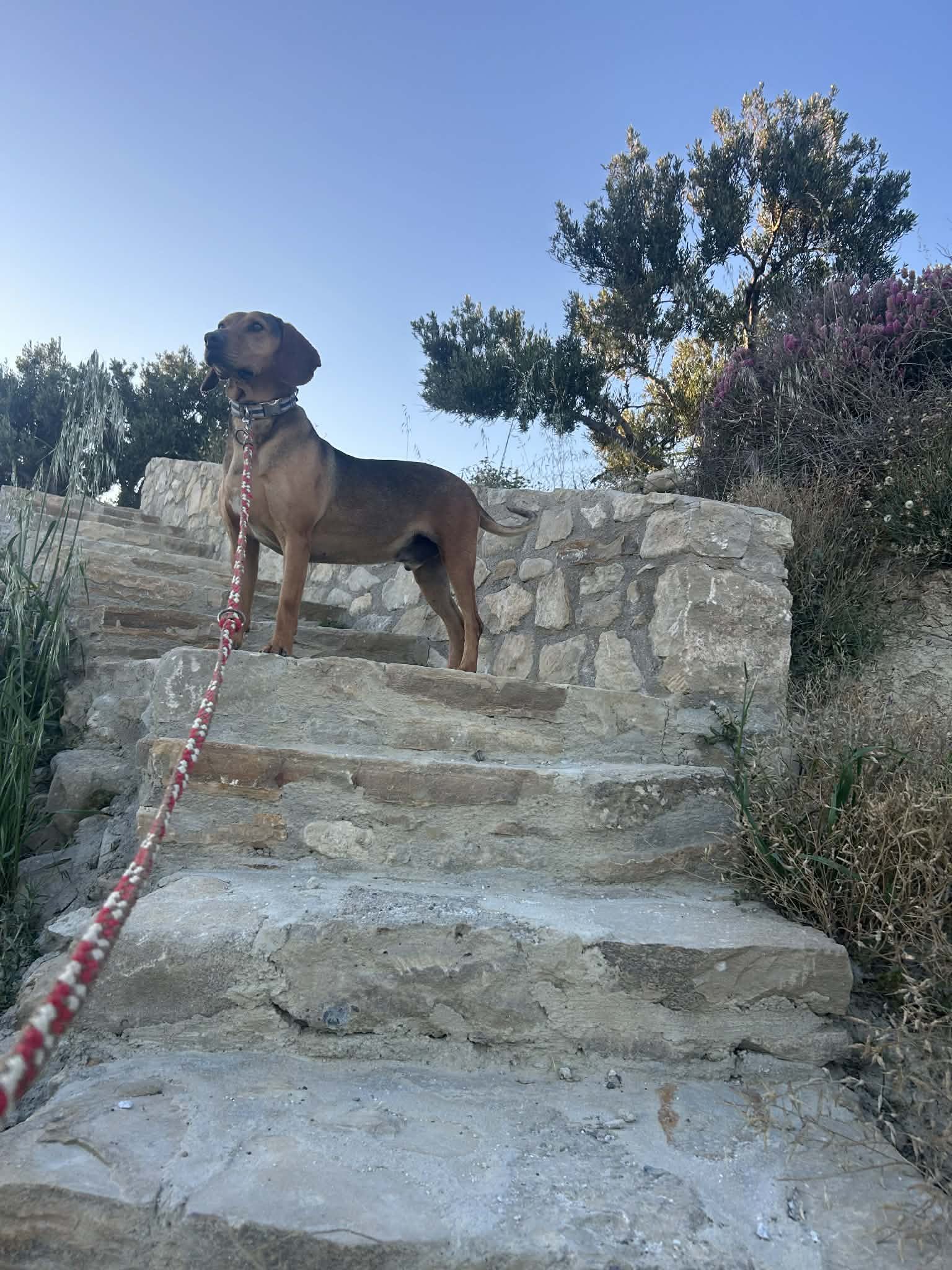 Gus