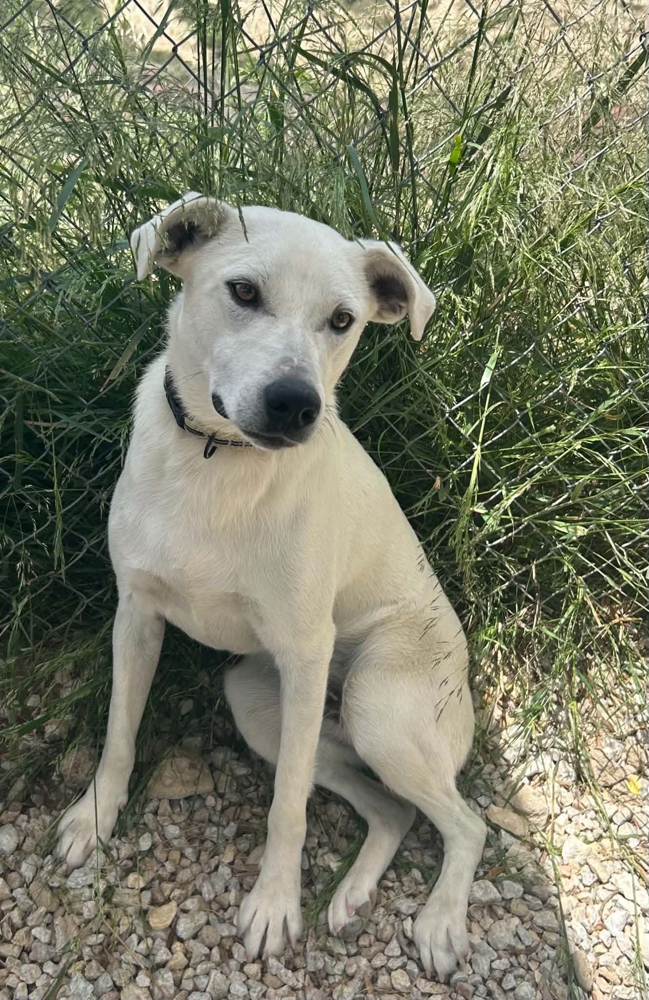 Augustus