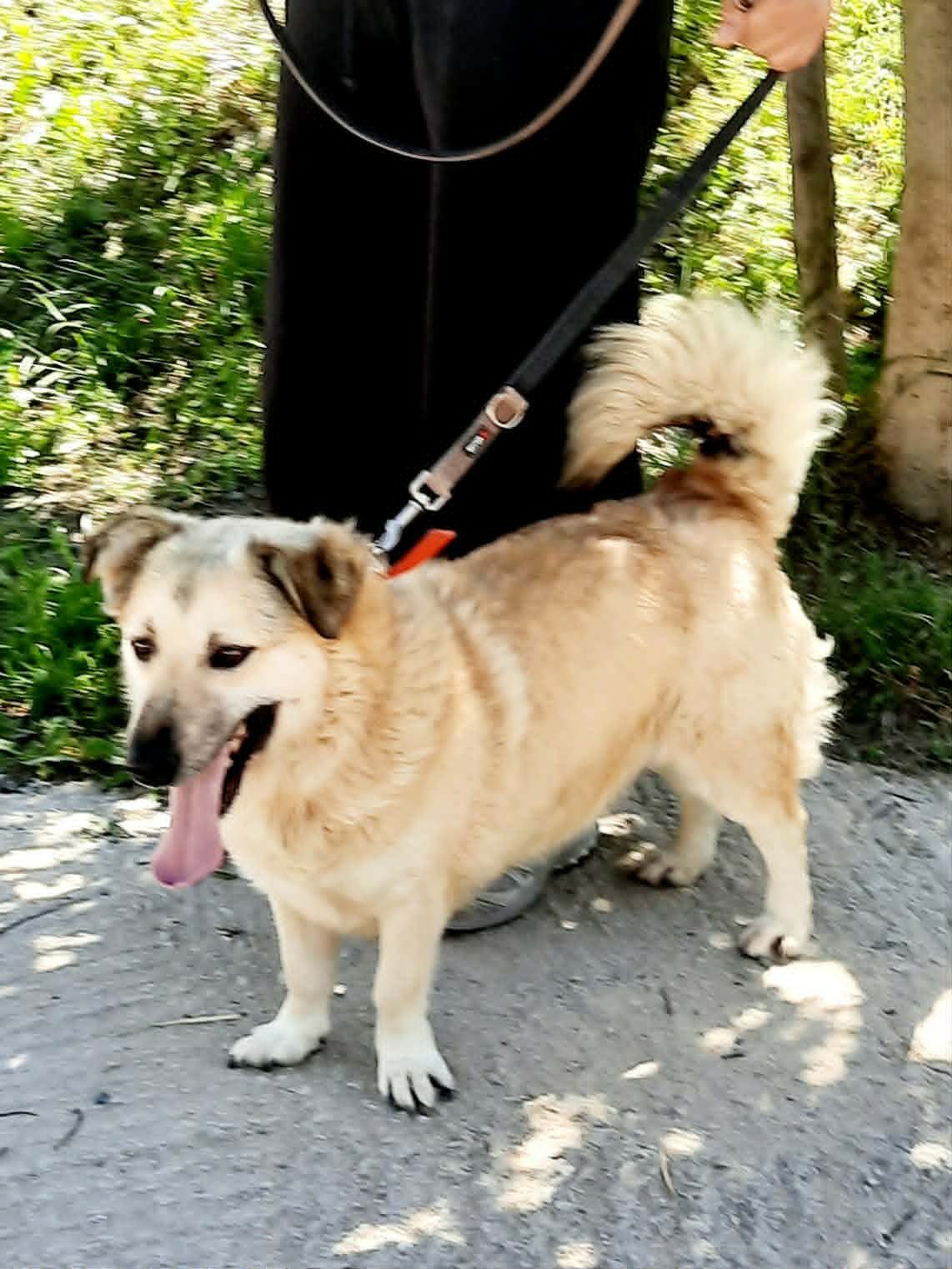 Luku