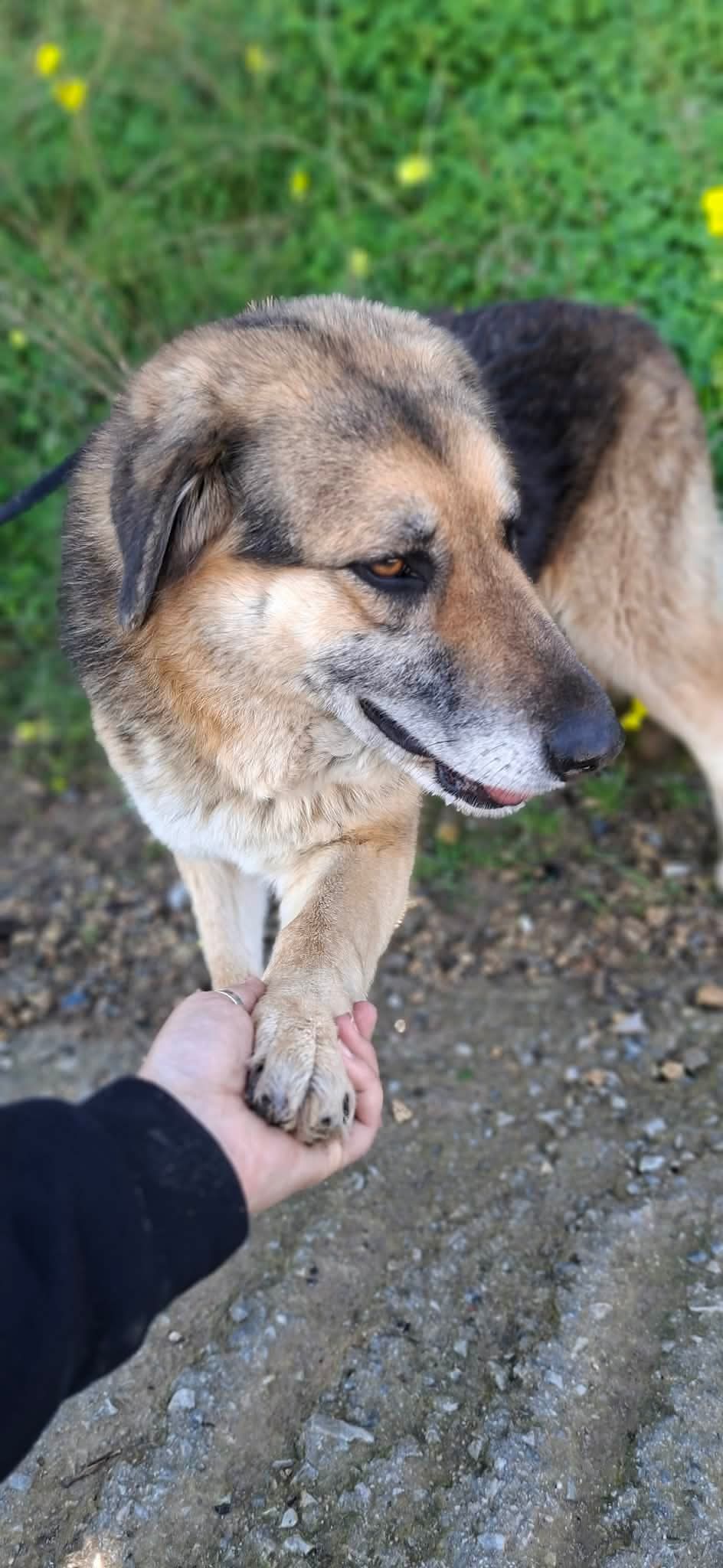 Elpida