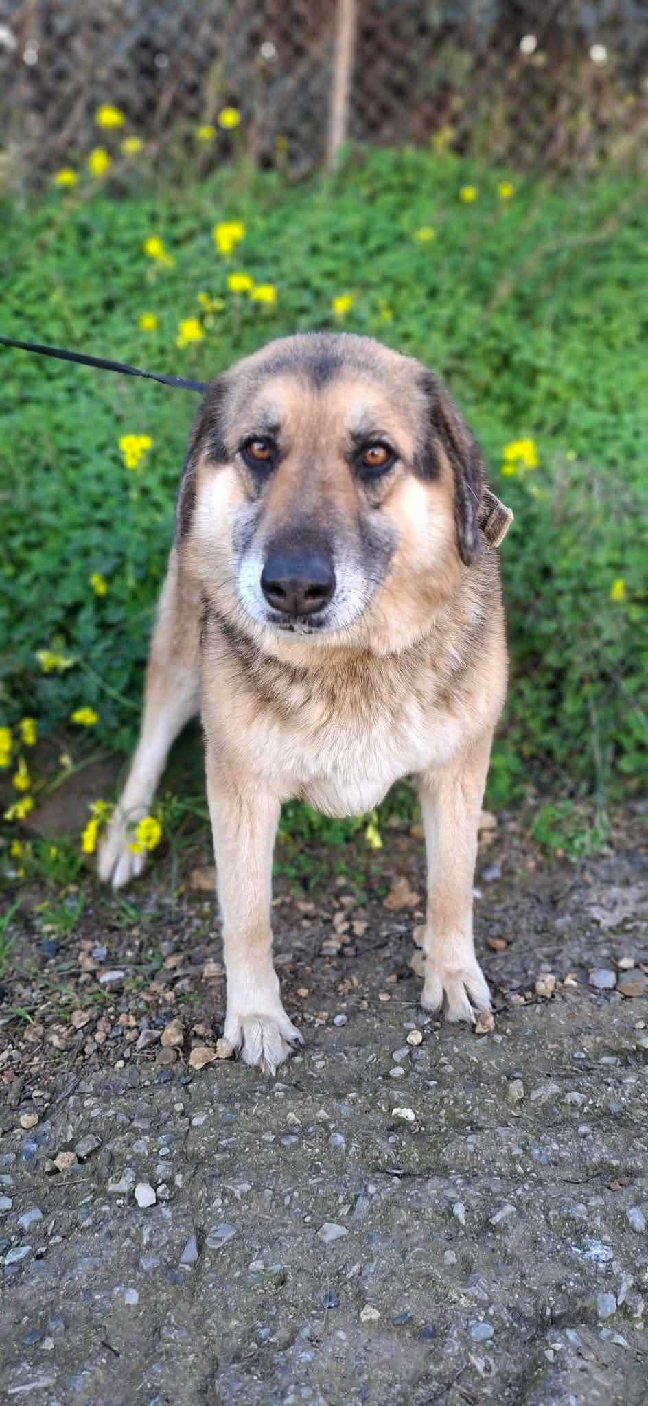 Elpida