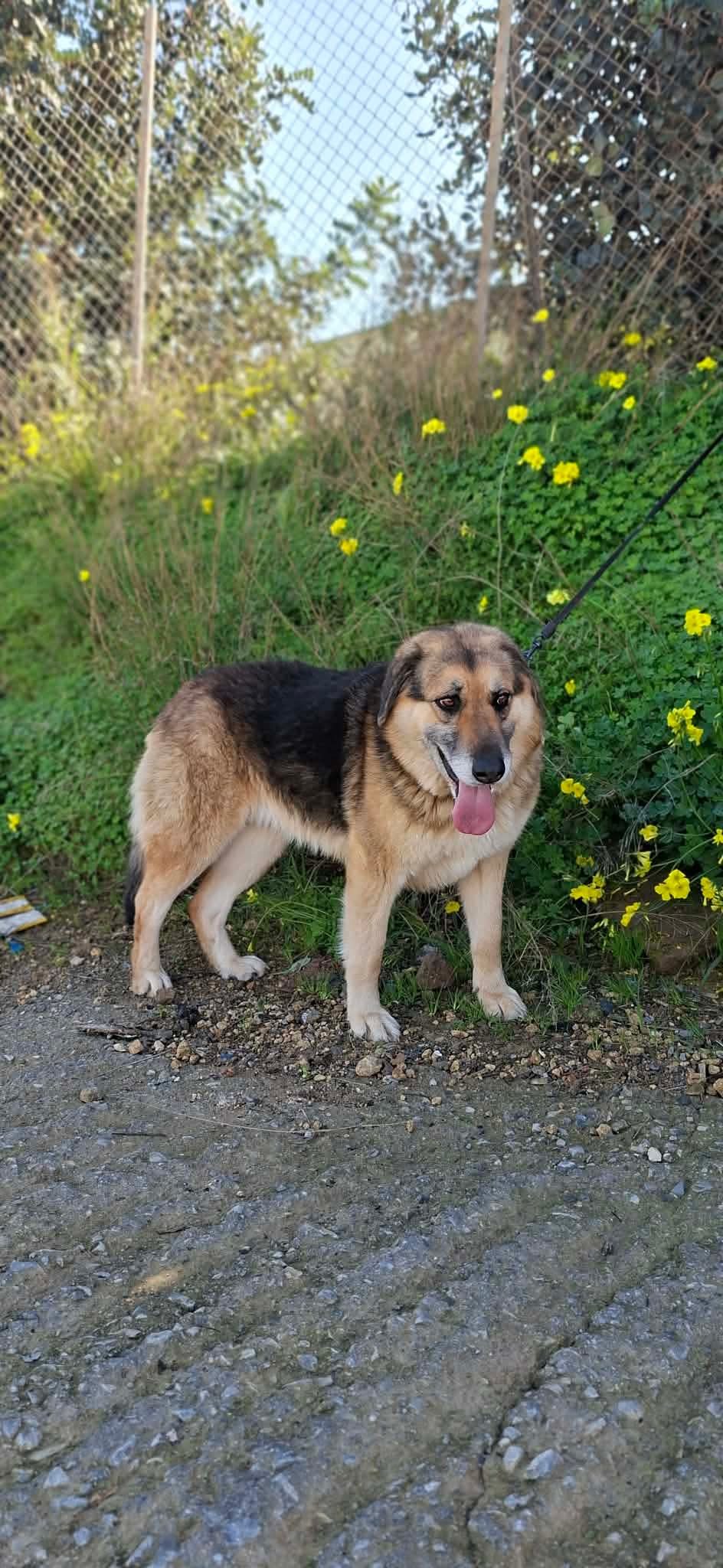 Elpida