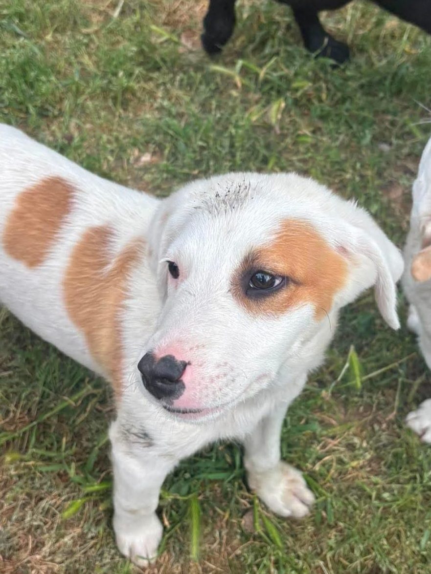 Delia