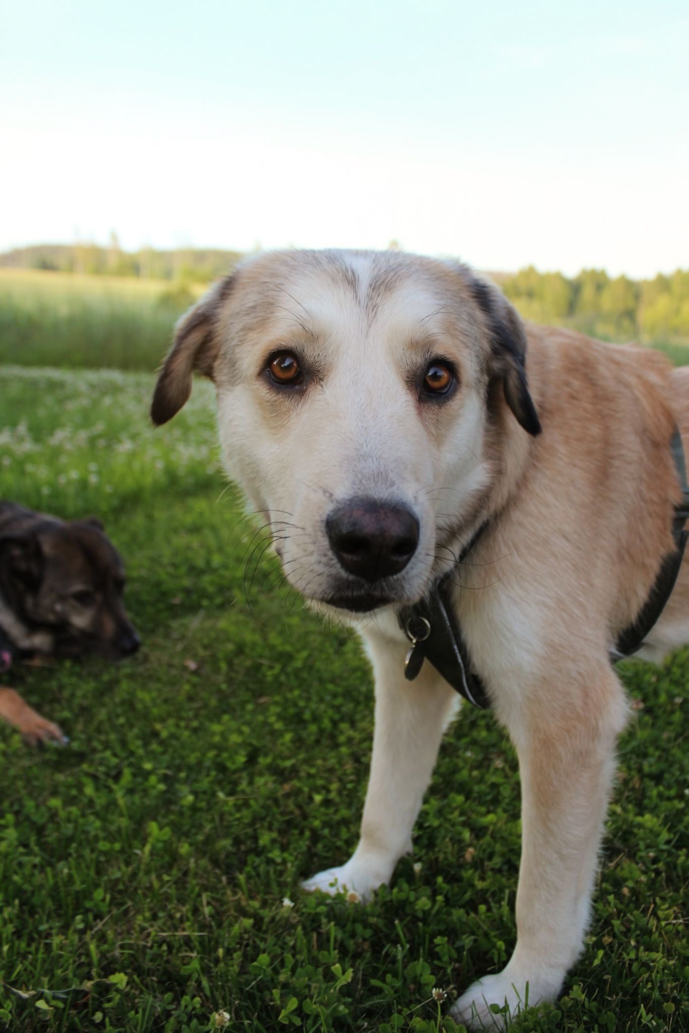 Bongo (Suomessa)