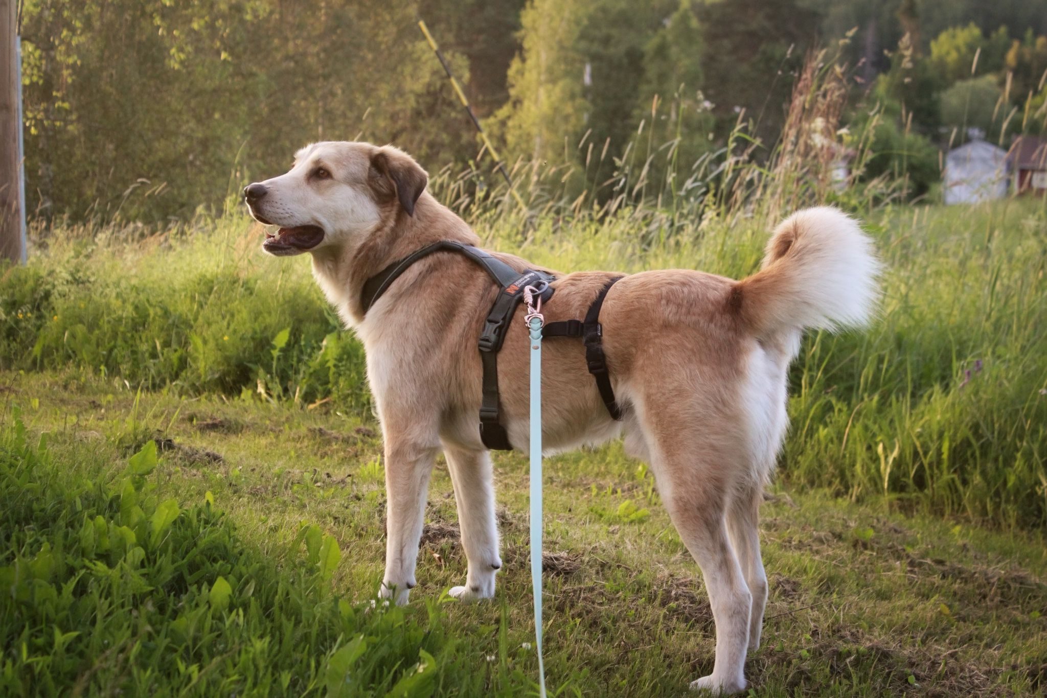 Bongo (Suomessa)
