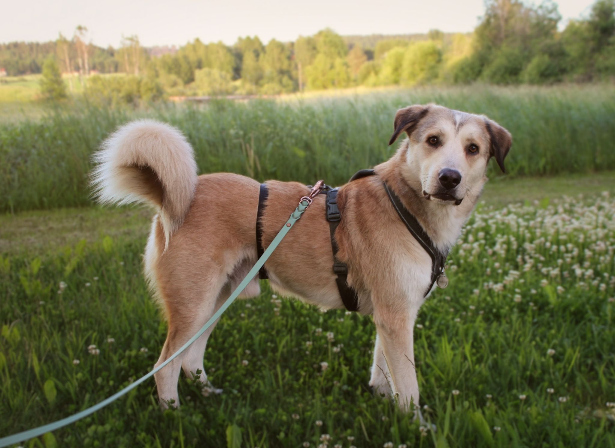 Bongo (Suomessa)