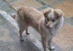 Zizi