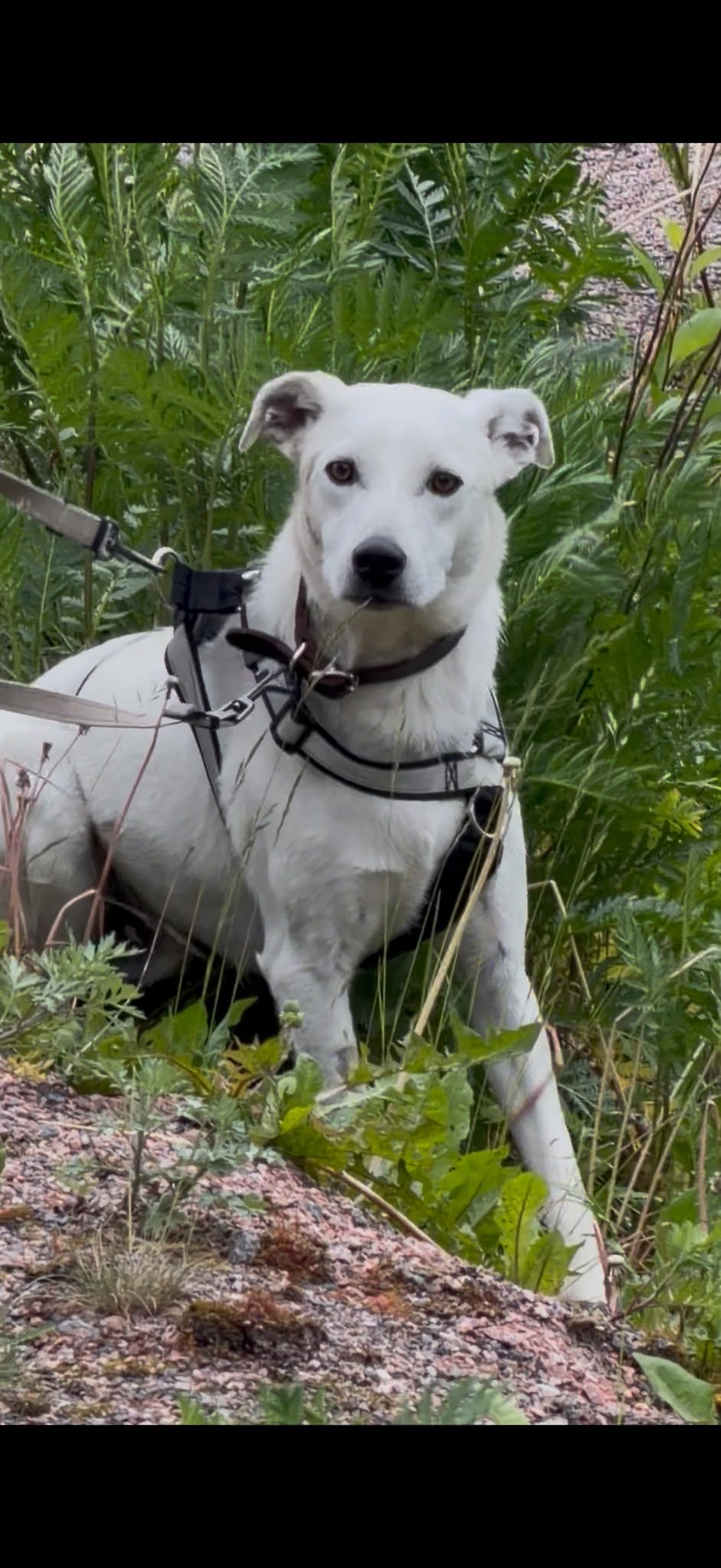 Augustus (Suomessa)
