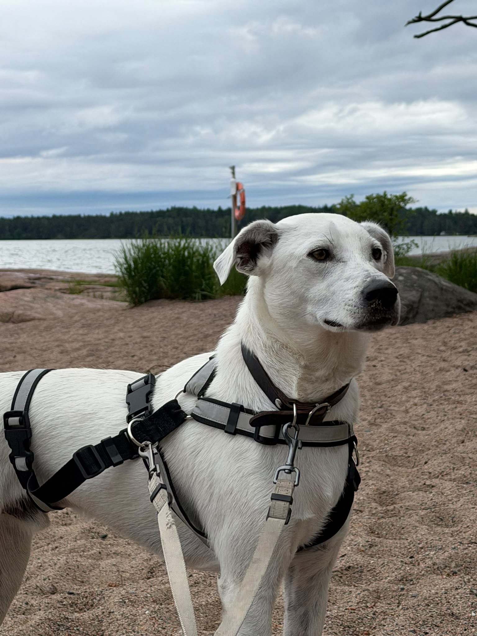 Augustus (Suomessa)