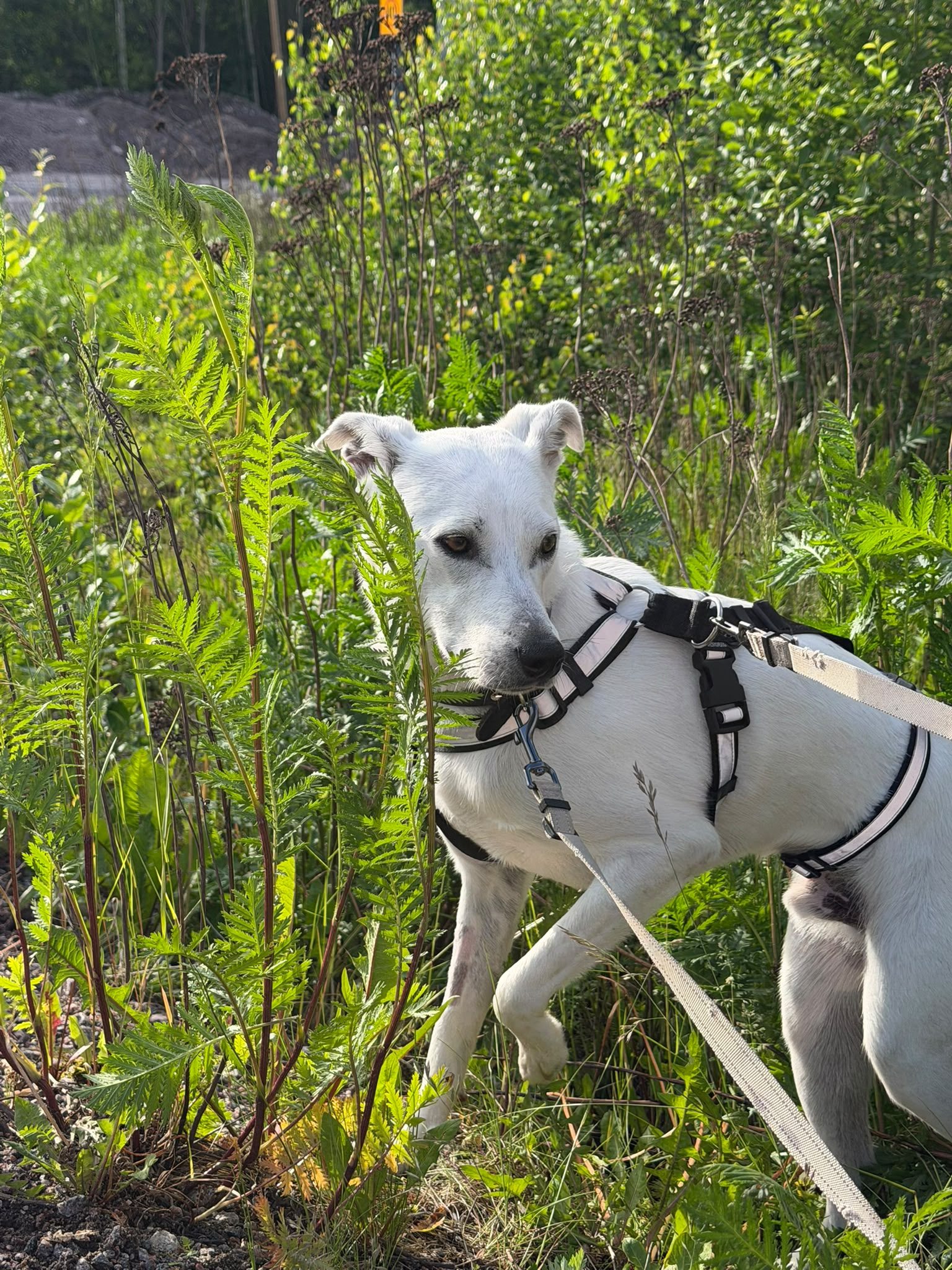 Augustus (Suomessa)