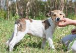 Cookie