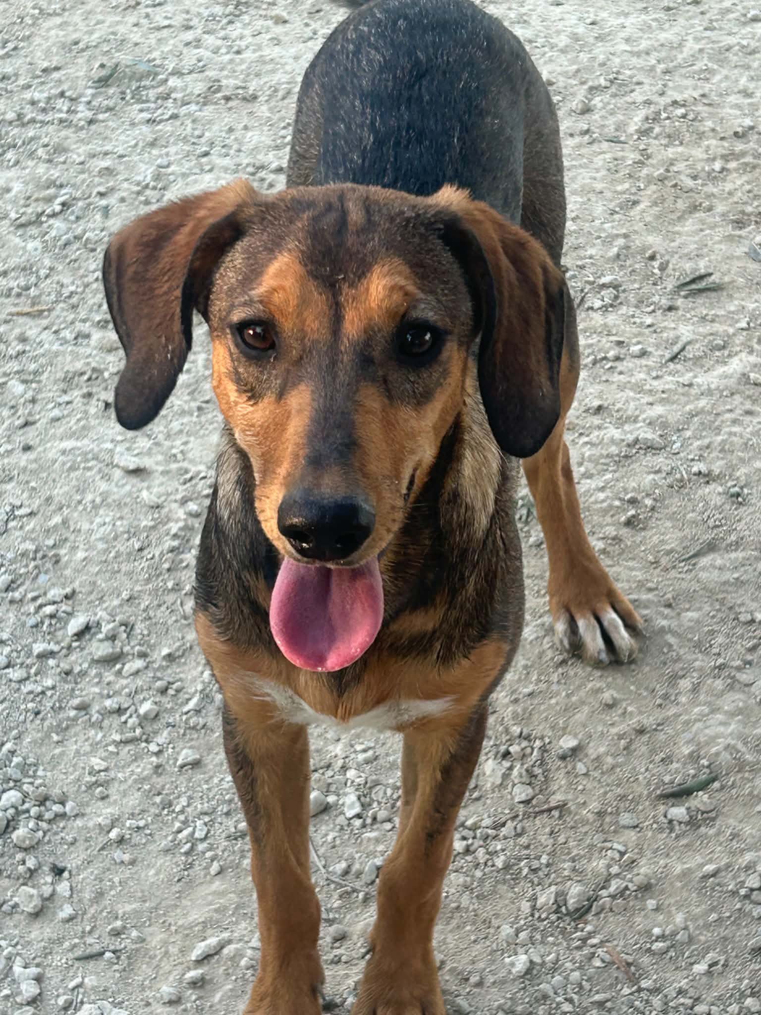 Brandy