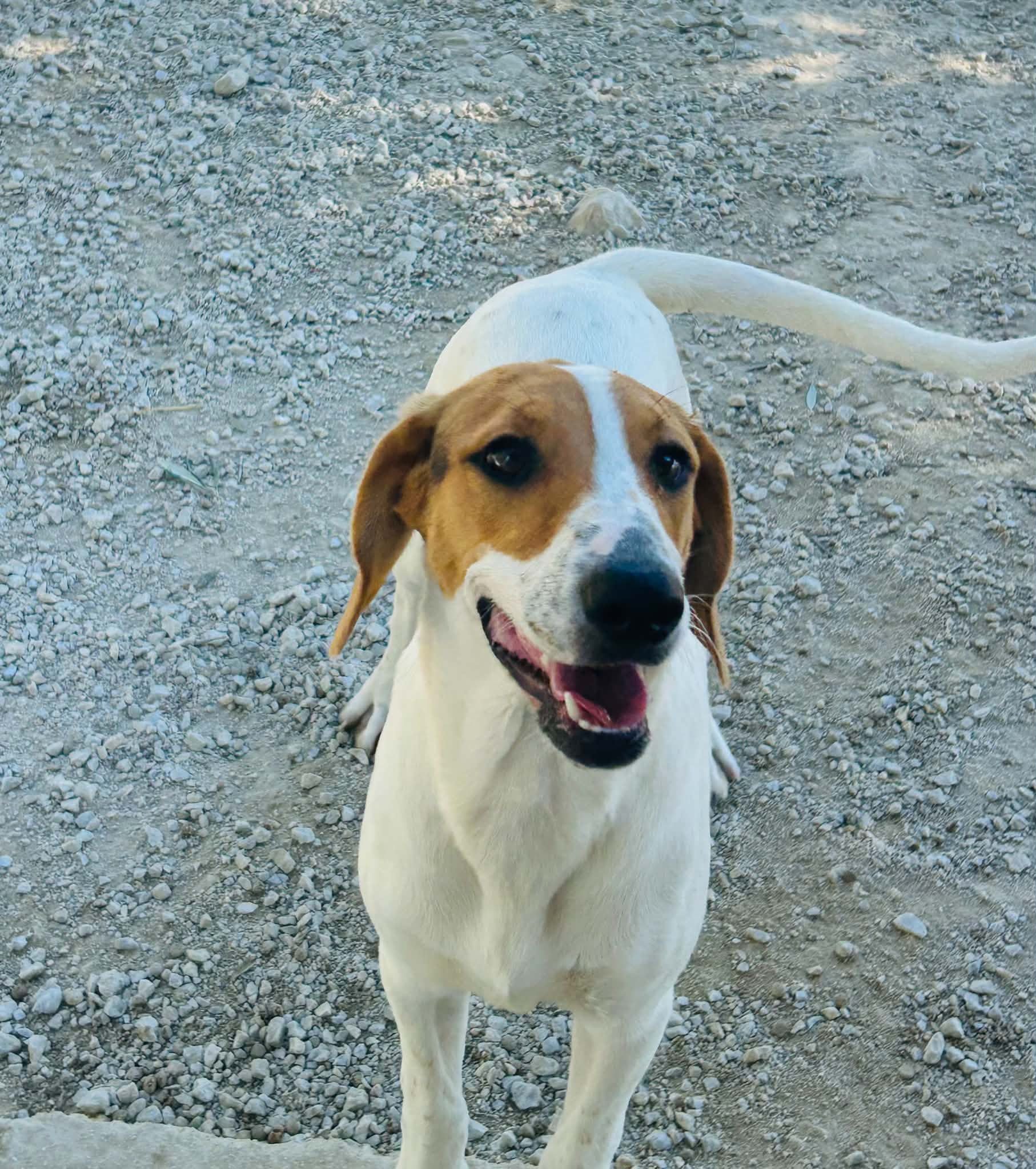 Maggie