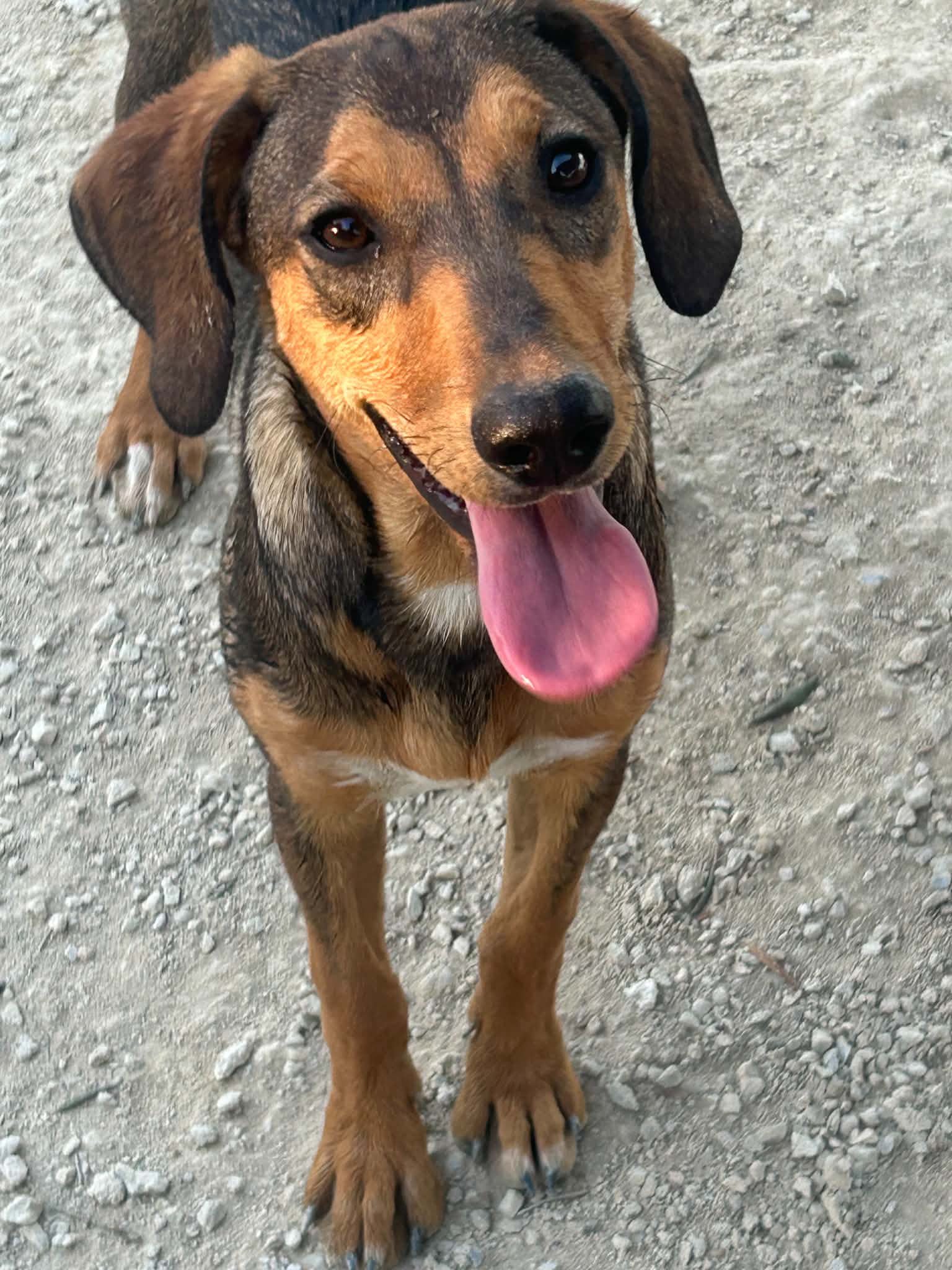 Brandy