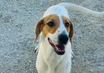 Maggie