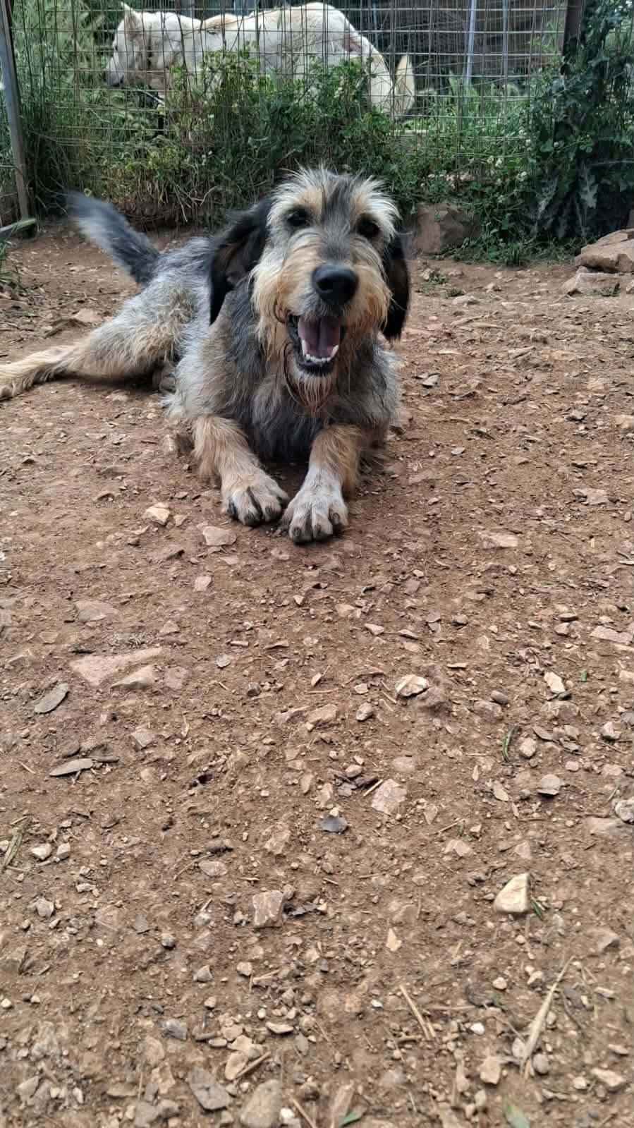 Dora