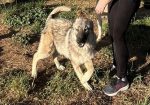 Vaggos