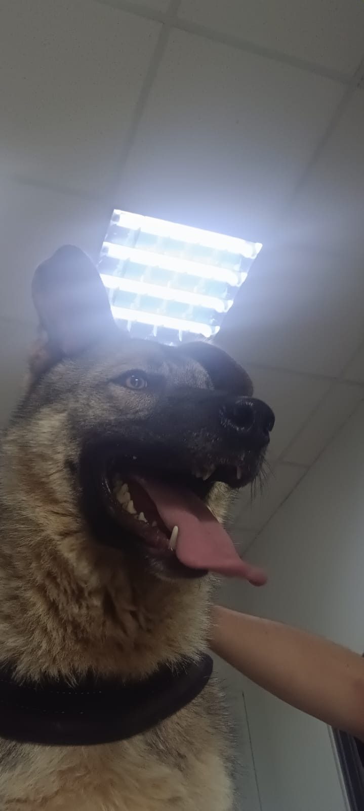 Vaggos
