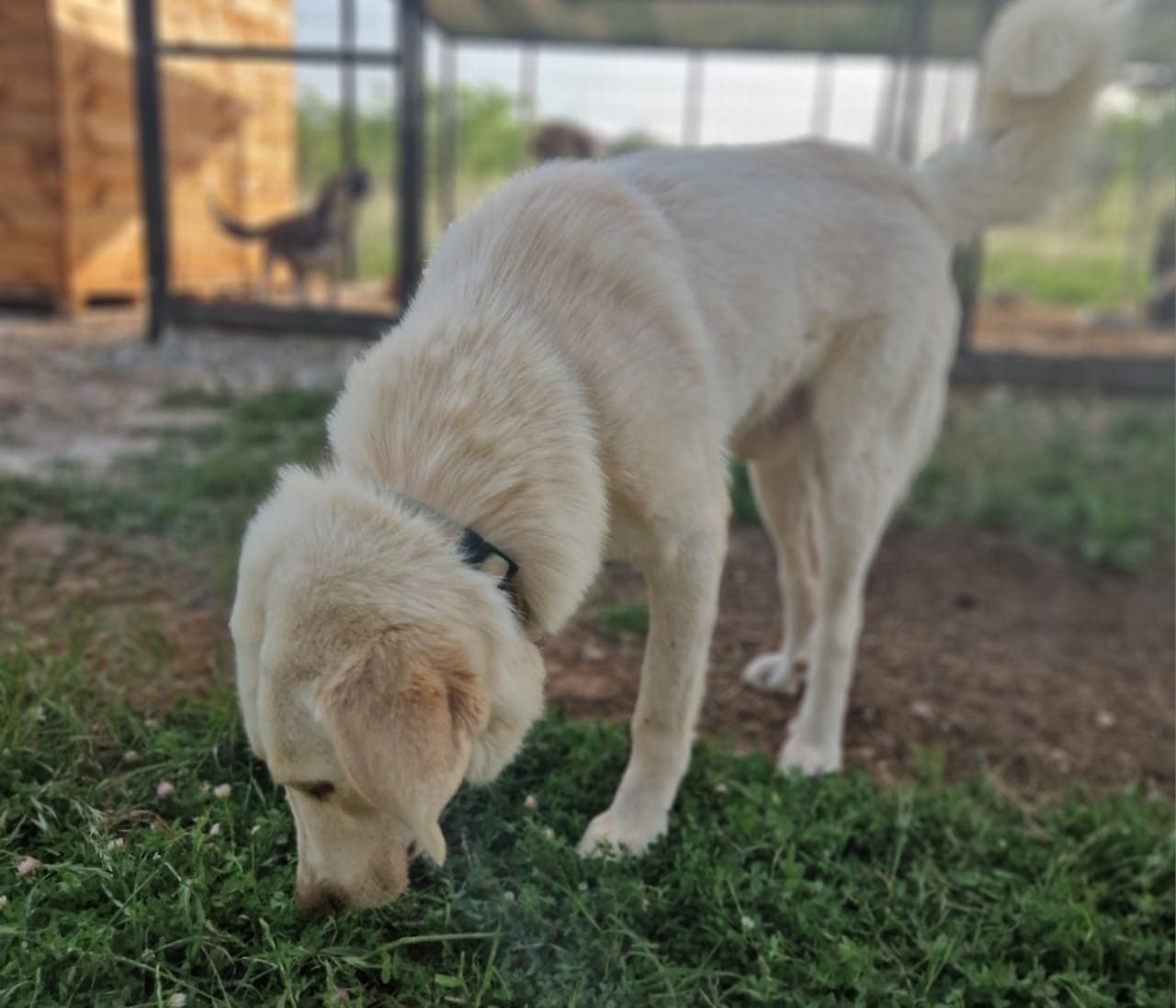 Max