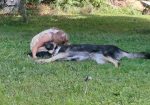 Nala (Suomessa)