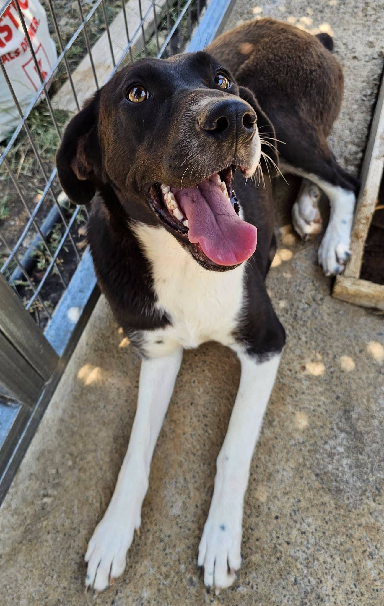 Heidi
