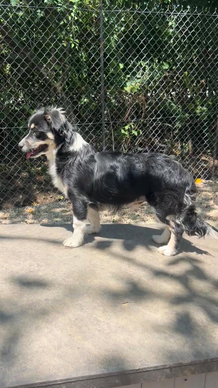 Chico (varattu)