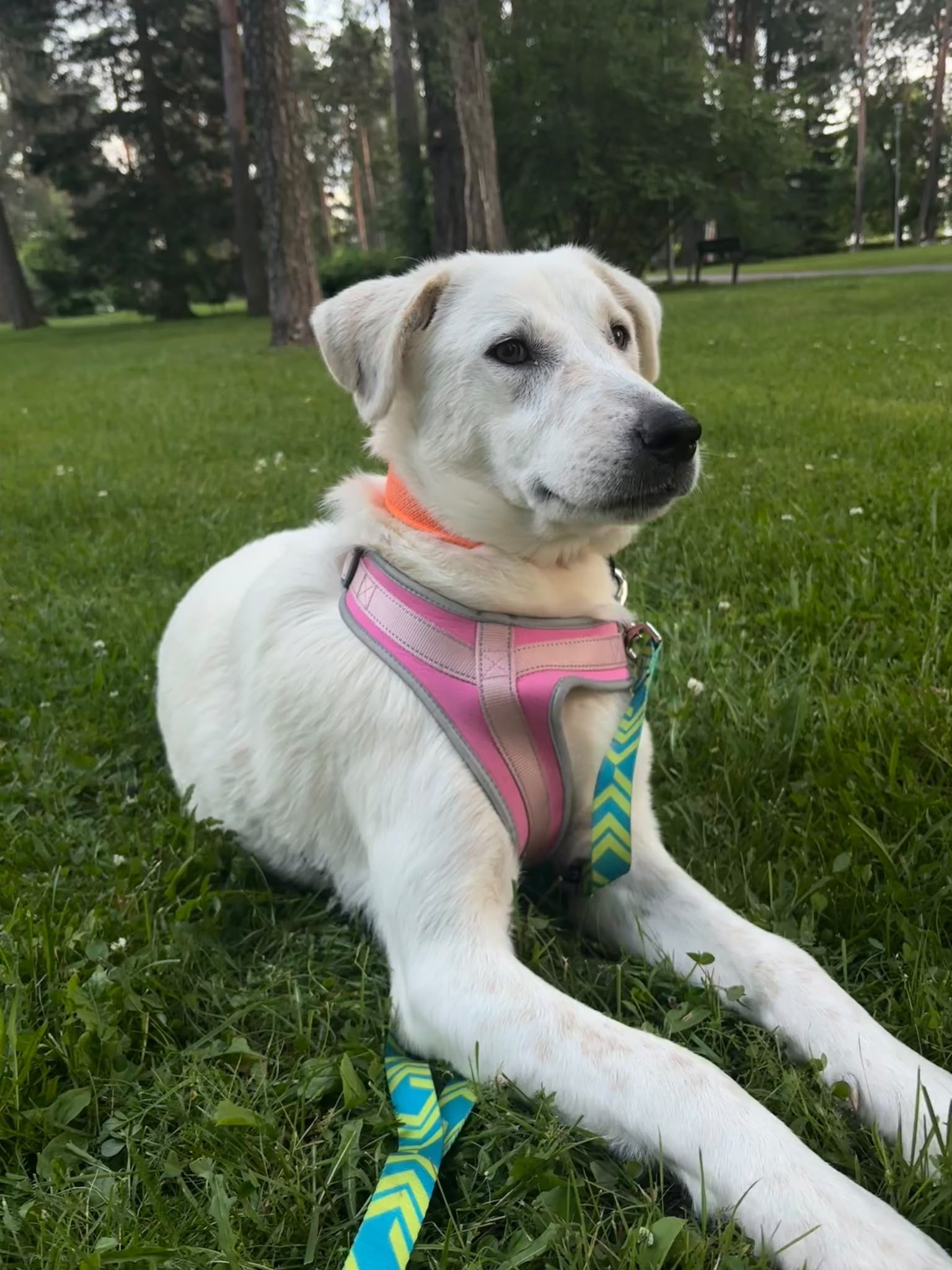 Jenny (varattu)