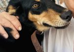 Elli
