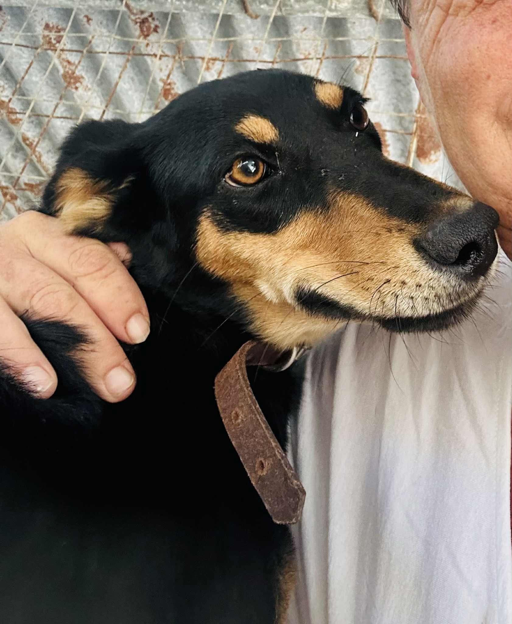 Elli