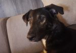 Shiny /Prim (Suomessa)