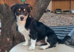Chico (varattu)