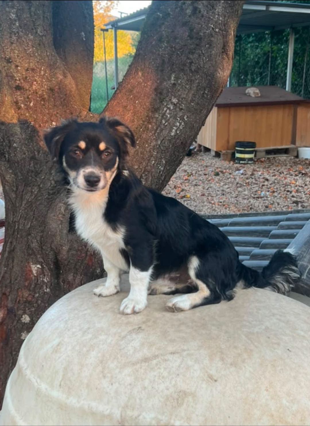 Chico (varattu)