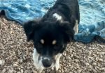 Chico (varattu)