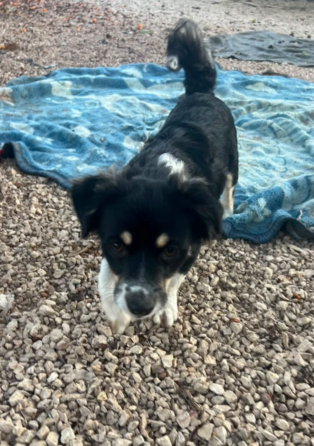 Chico (varattu)