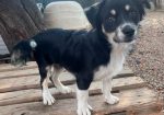 Chico (varattu)