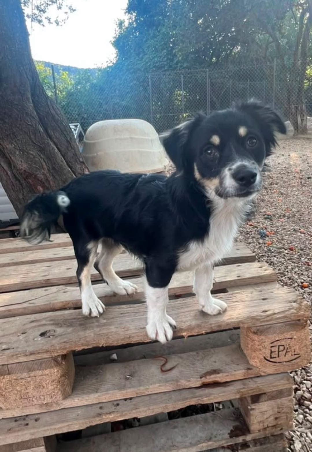 Chico (varattu)
