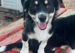 Chico (varattu)