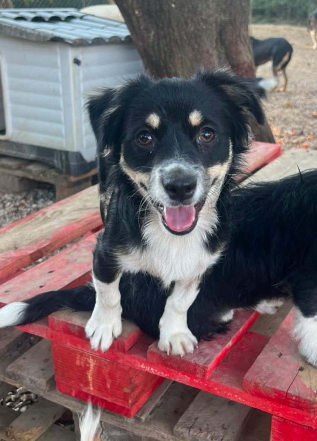 Chico (varattu)