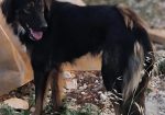 Mowgli