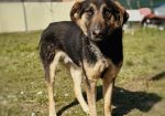 Killian