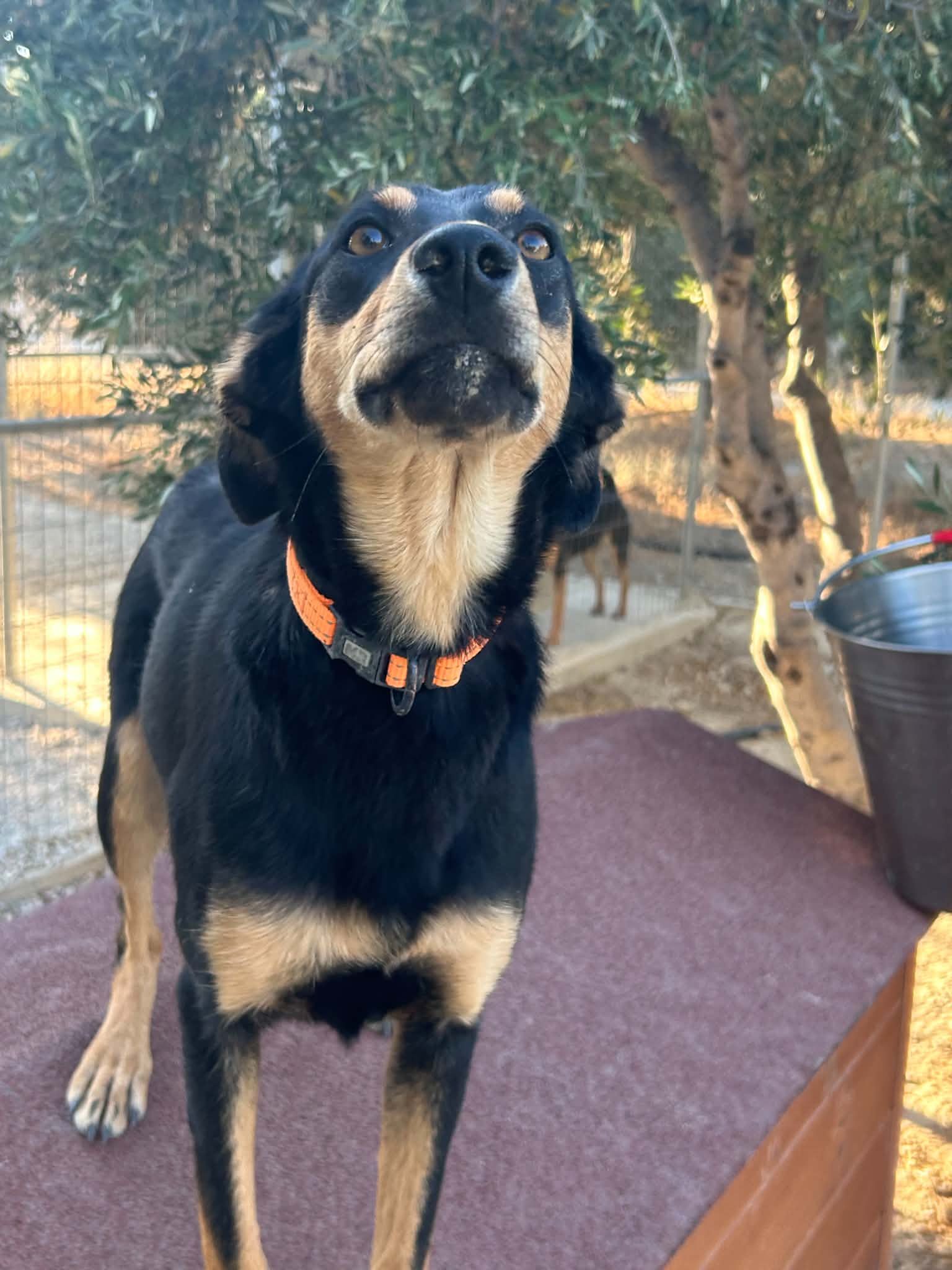 Elli