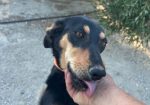 Elli