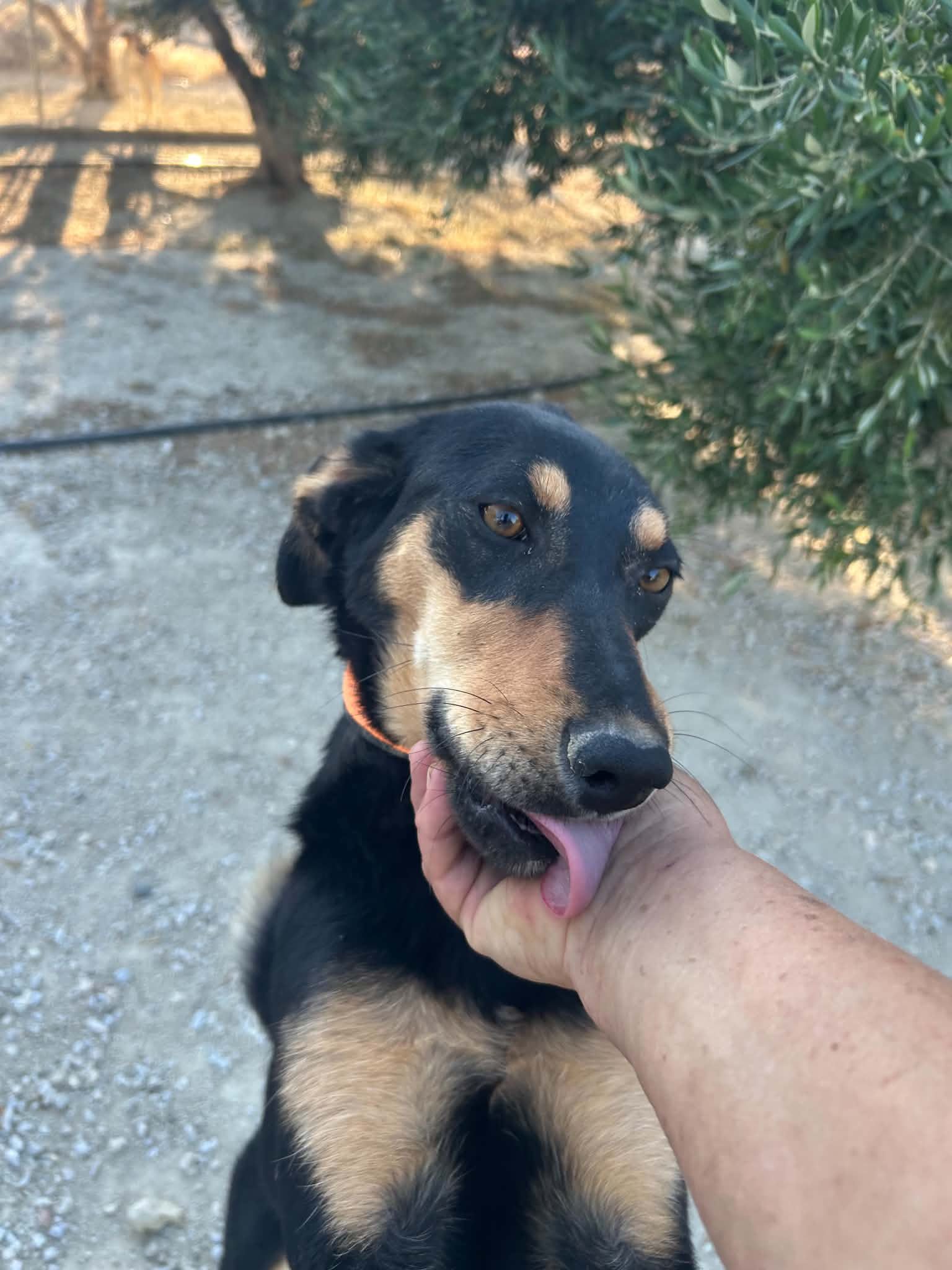 Elli