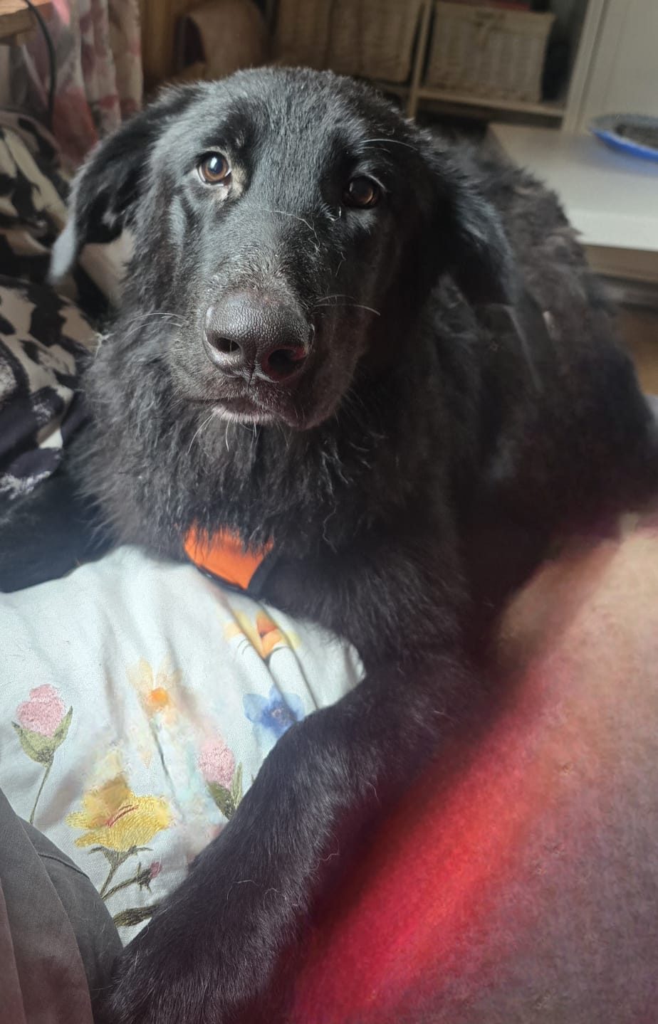 Apollo