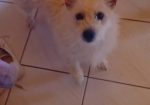 Samy (Tomy)