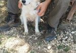 Stella