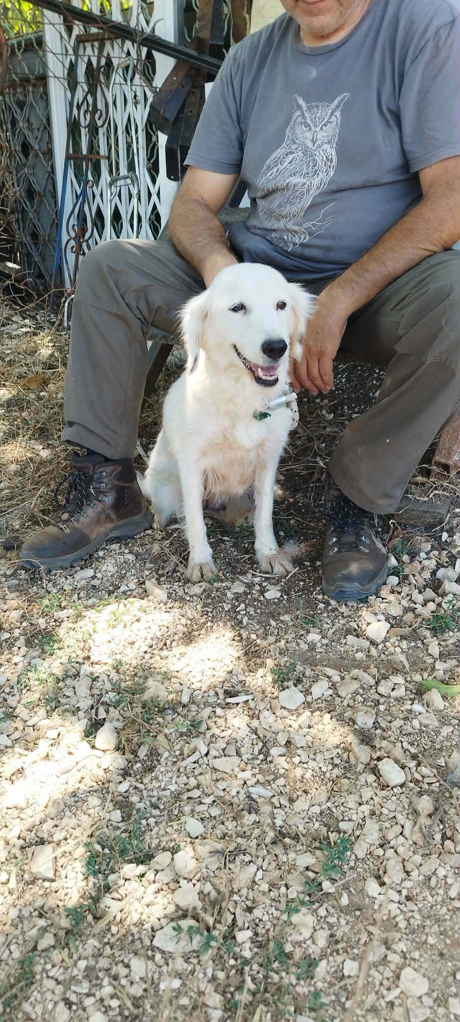 Stella