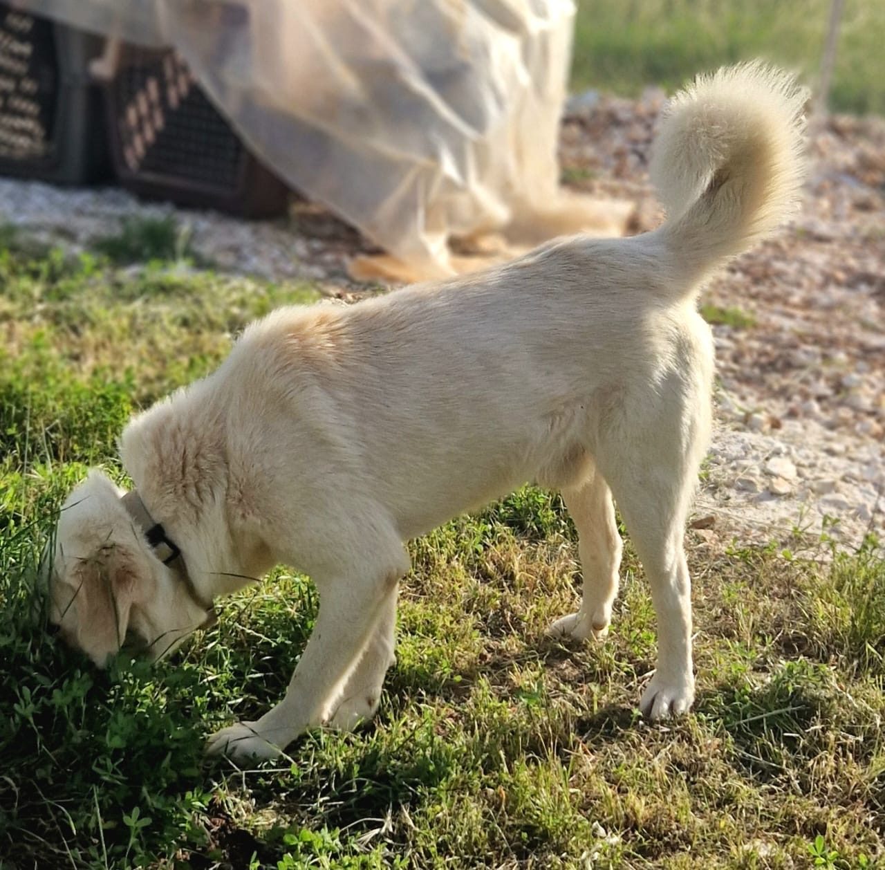 Max