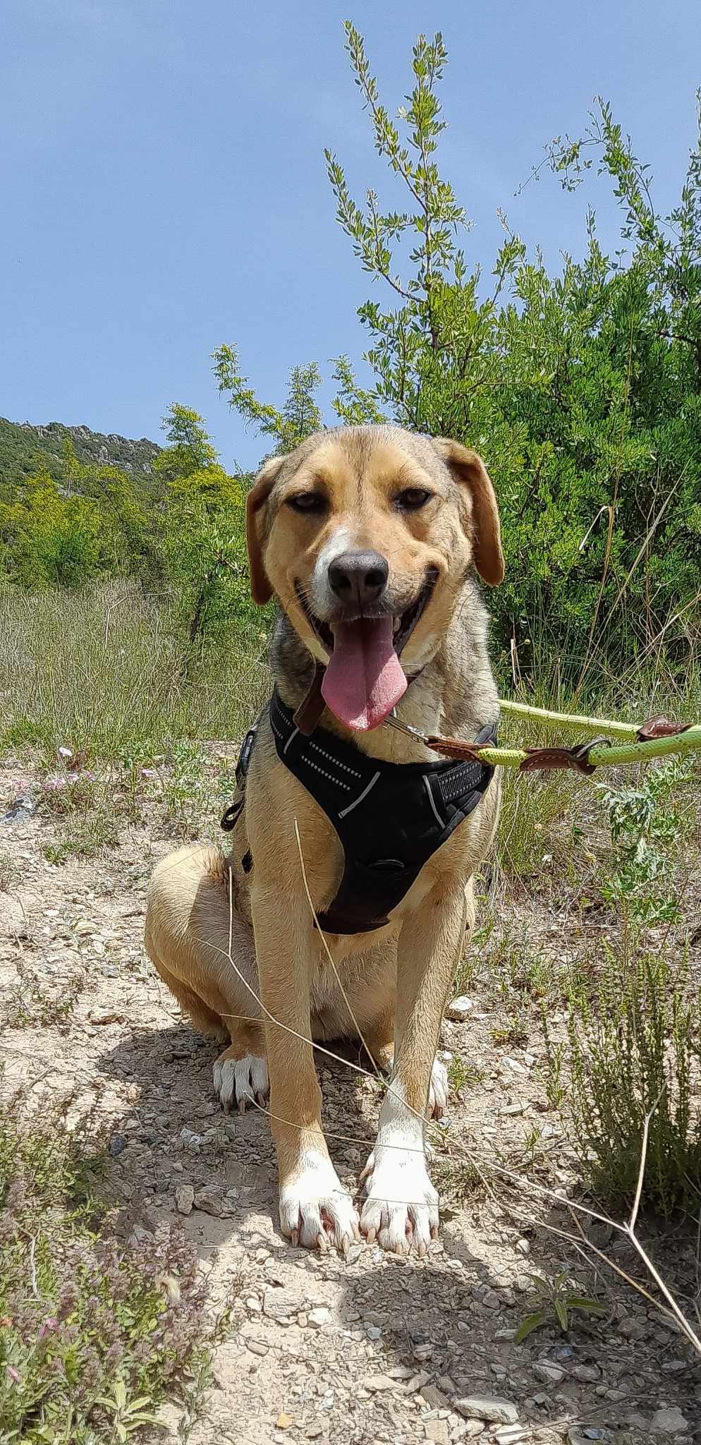 Hazel